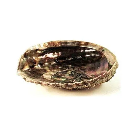 5-6″ New Zealand Abalone Shell