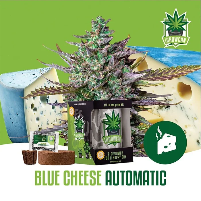 Royal Queen Seeds iGrowCan All-In-One Hemp Grow Kit